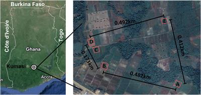 Phylogenetic and phenotypic characterization of Burkholderia pseudomallei isolates from Ghana reveals a novel sequence type and common phenotypes